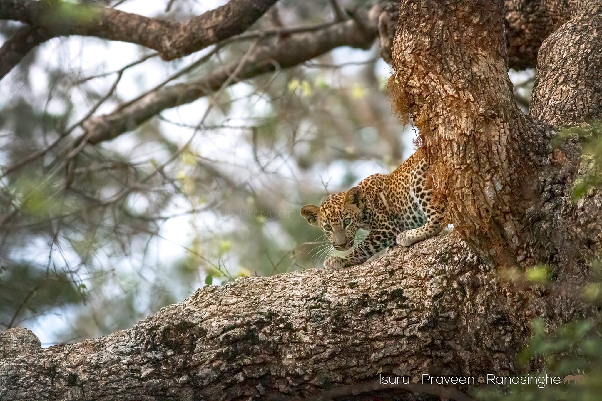 Yala National Park Safari