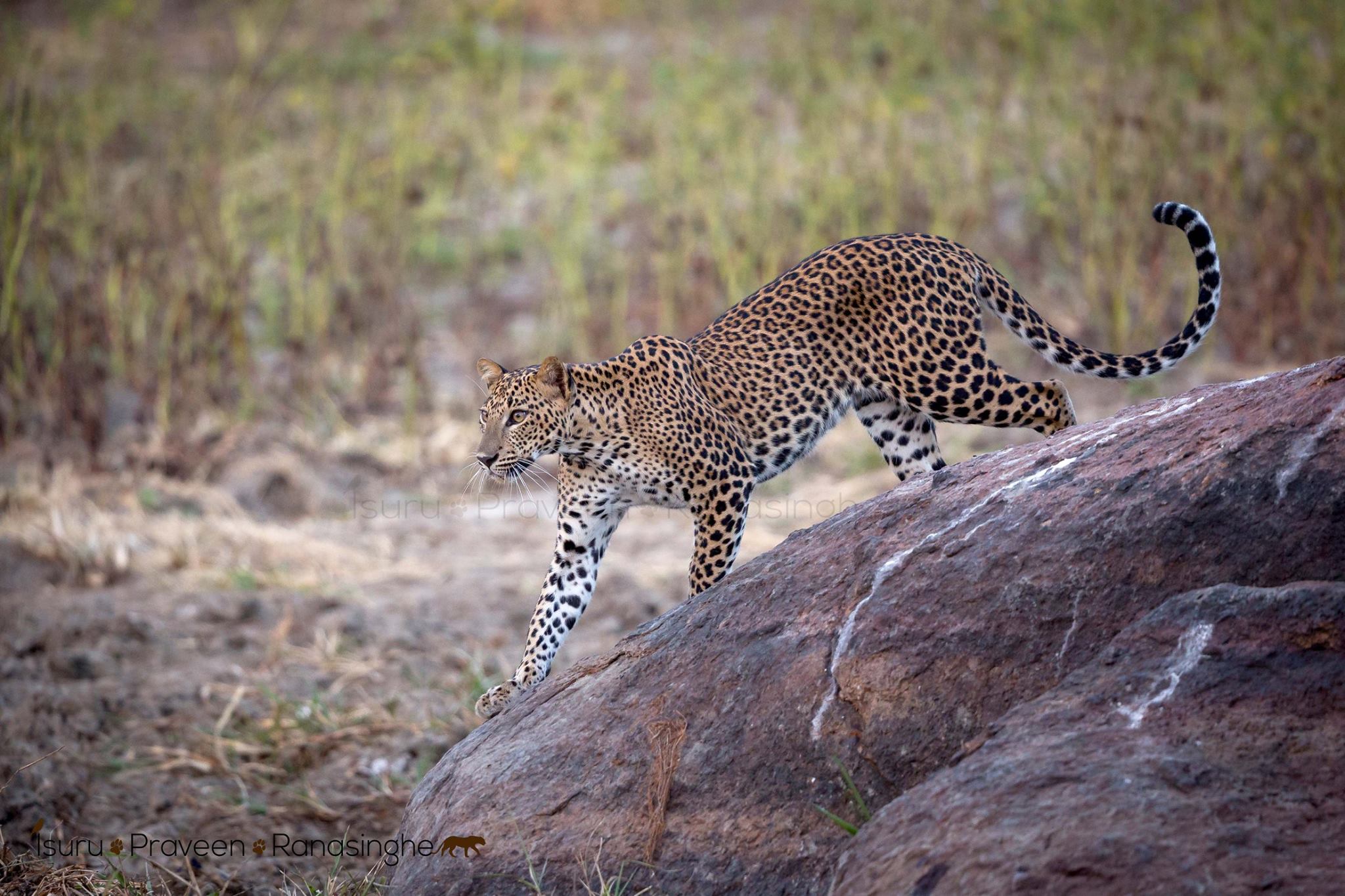 Yala National Park Safari photo 7