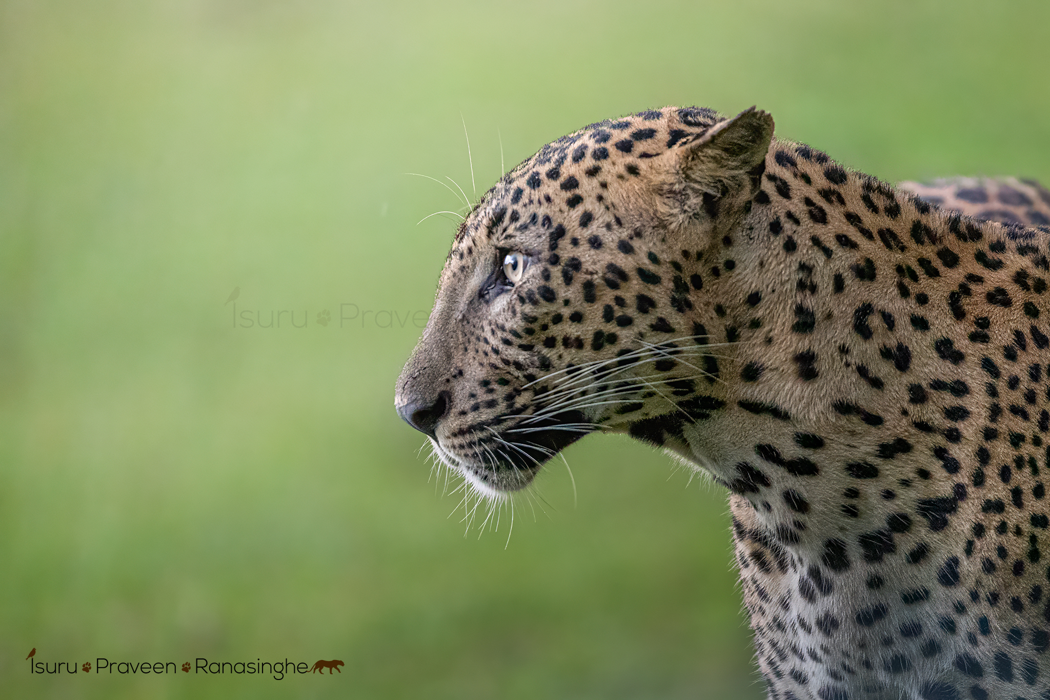 Yala National Park Safari photo 8