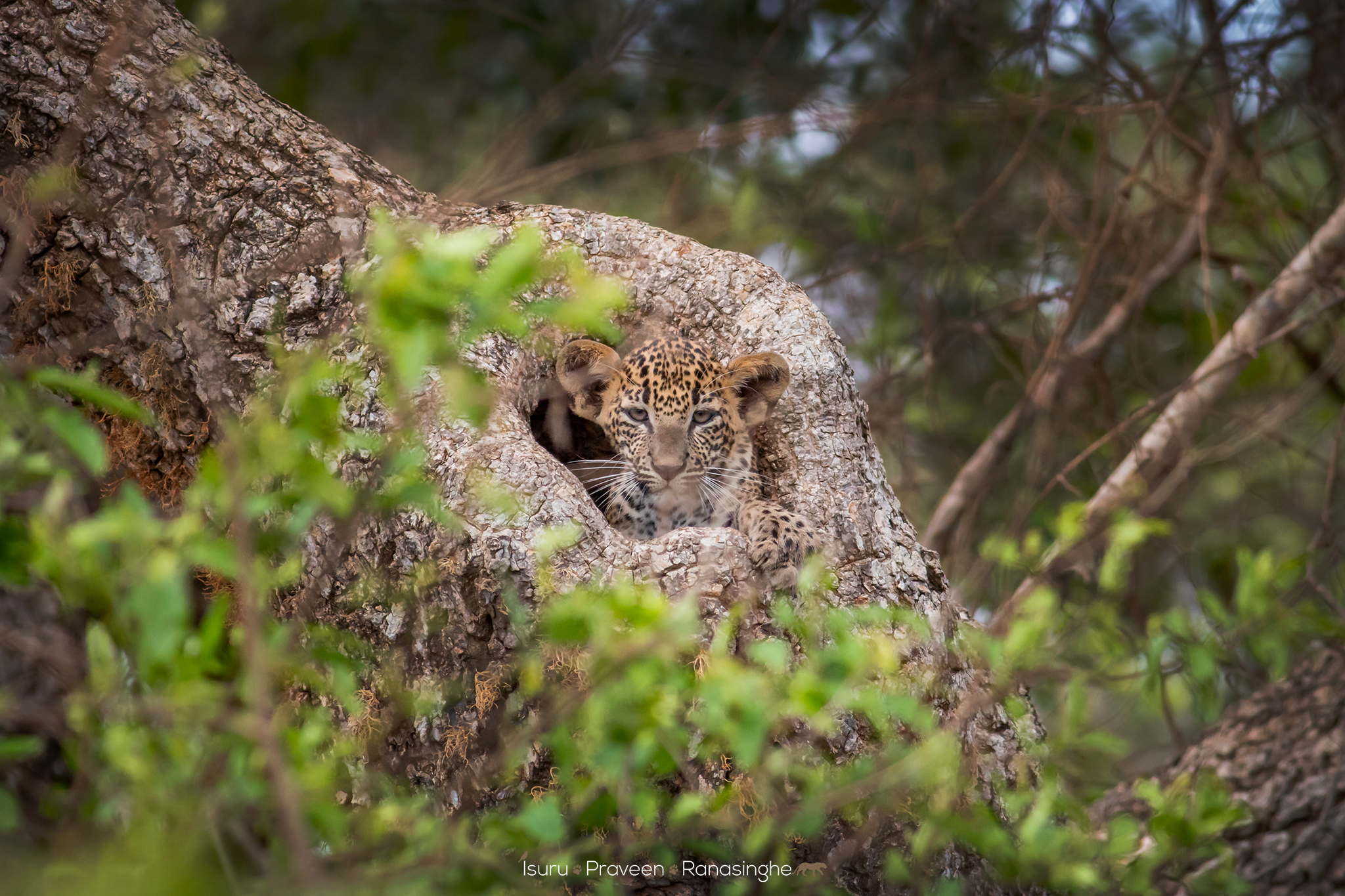 Yala National Park Safari photo 10