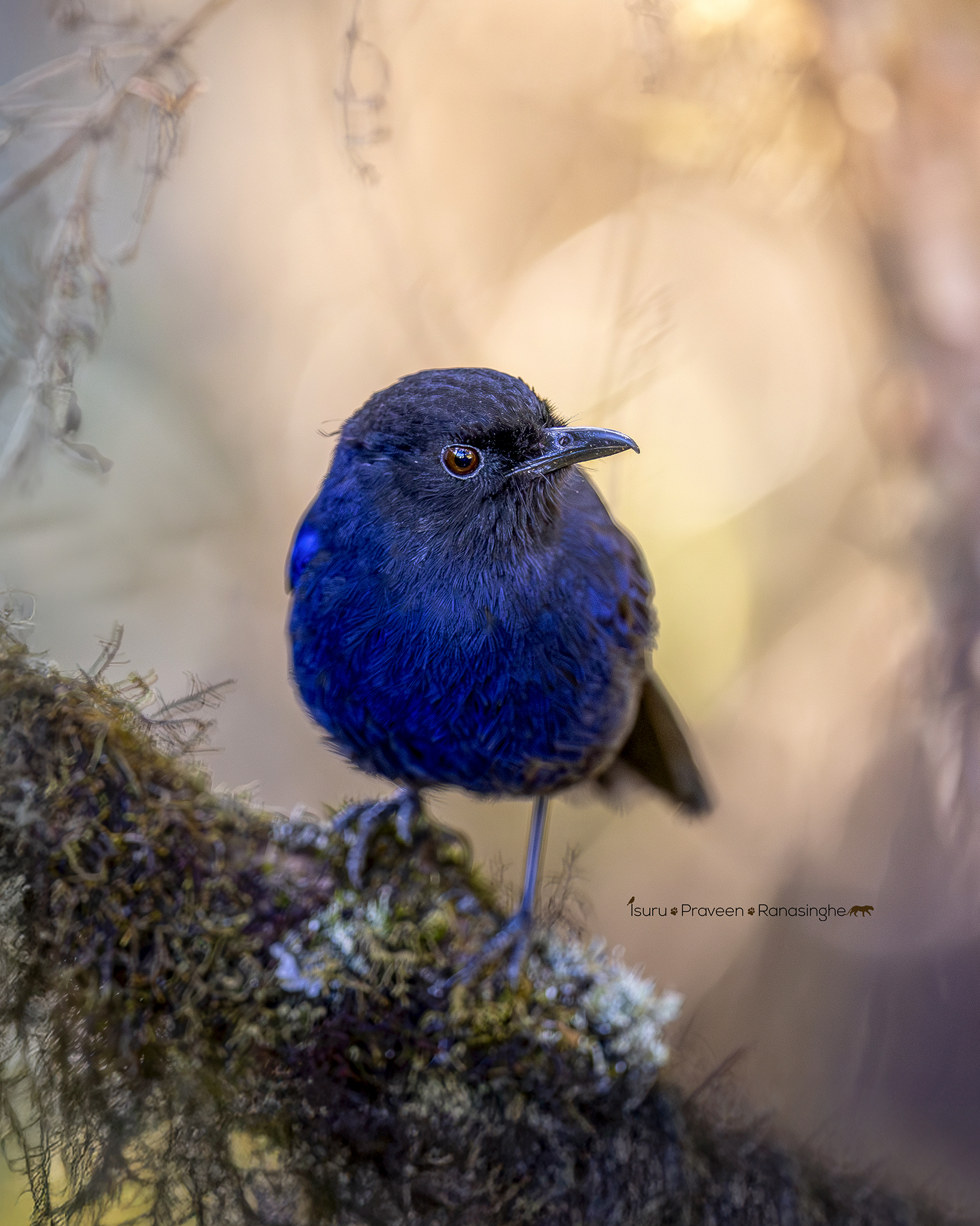 blue bird