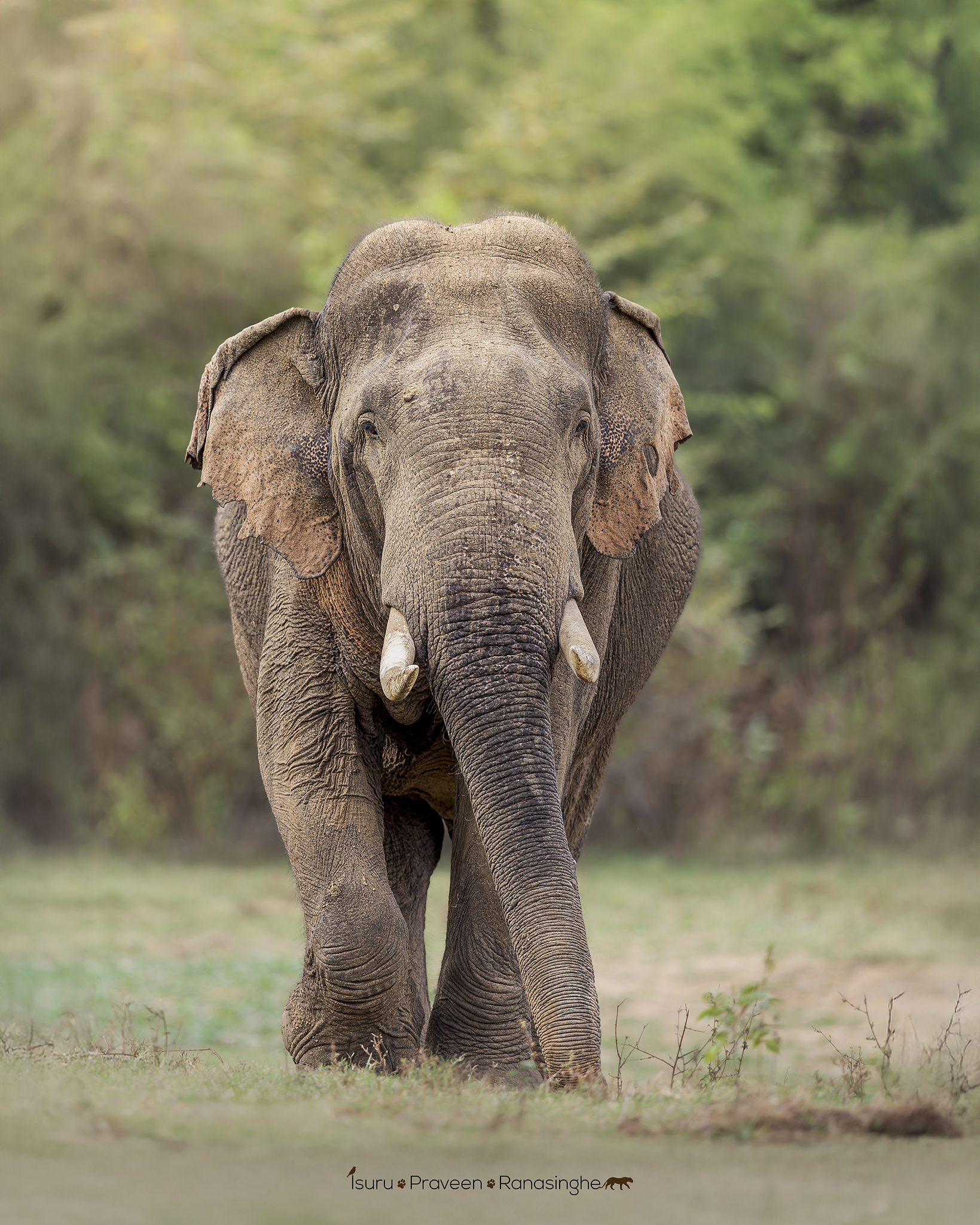 Udawalawe Elephant Safari