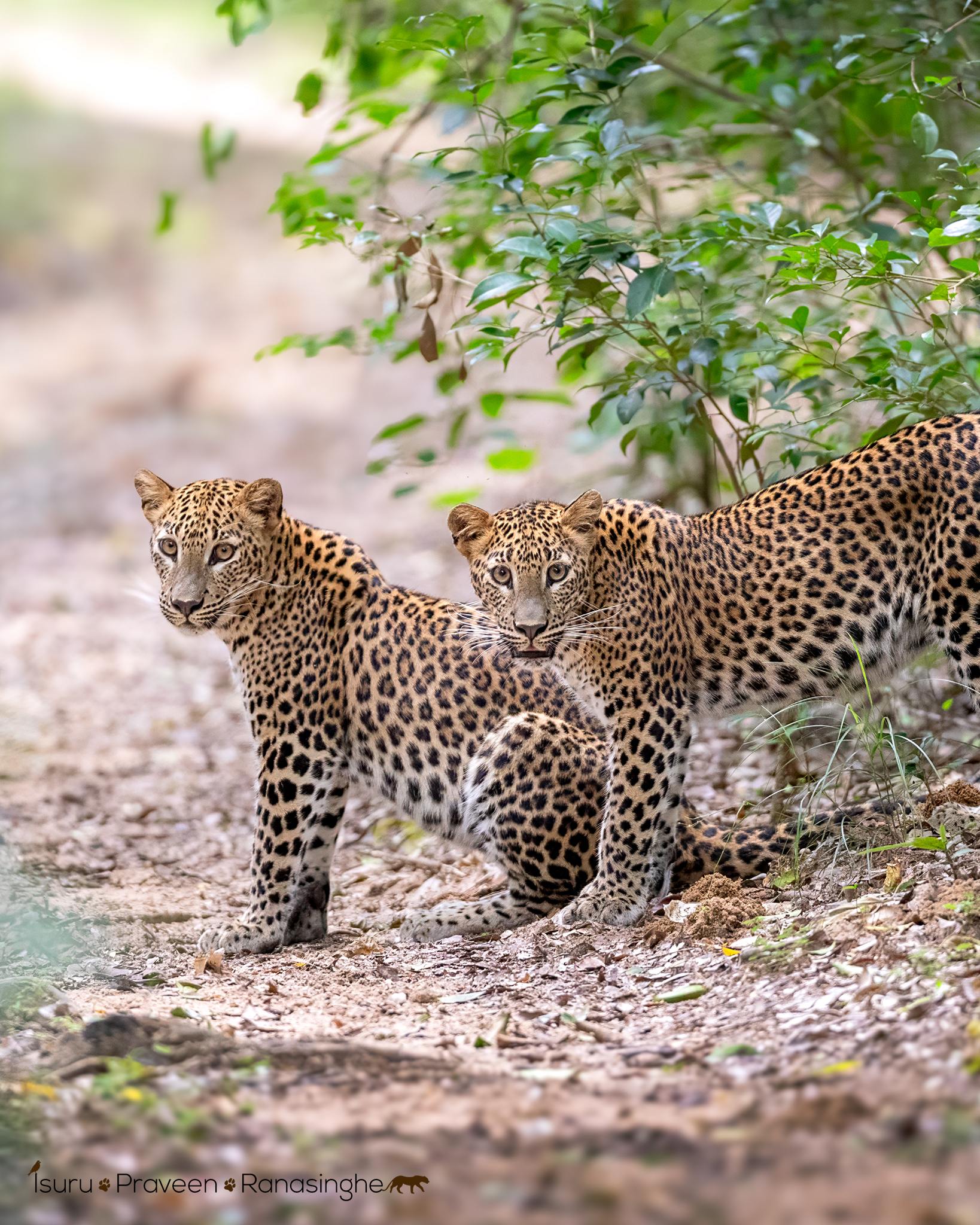 Wilpattu Leopard Safari