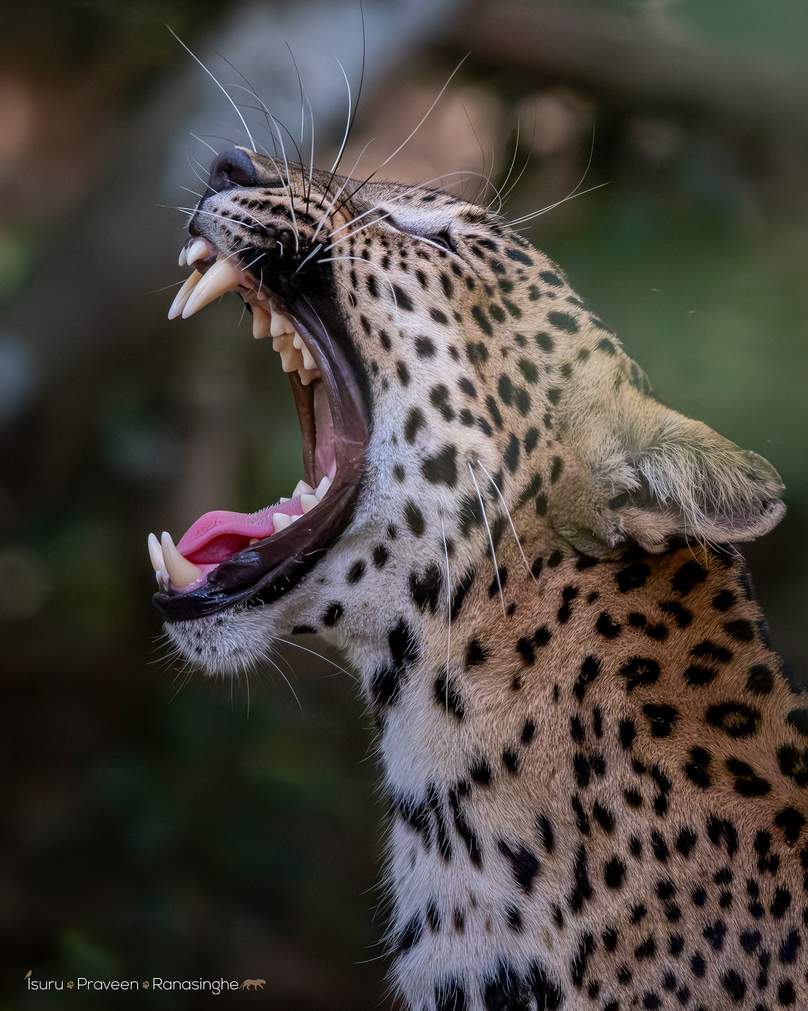 Wilpattu Leopard Safari photo 2
