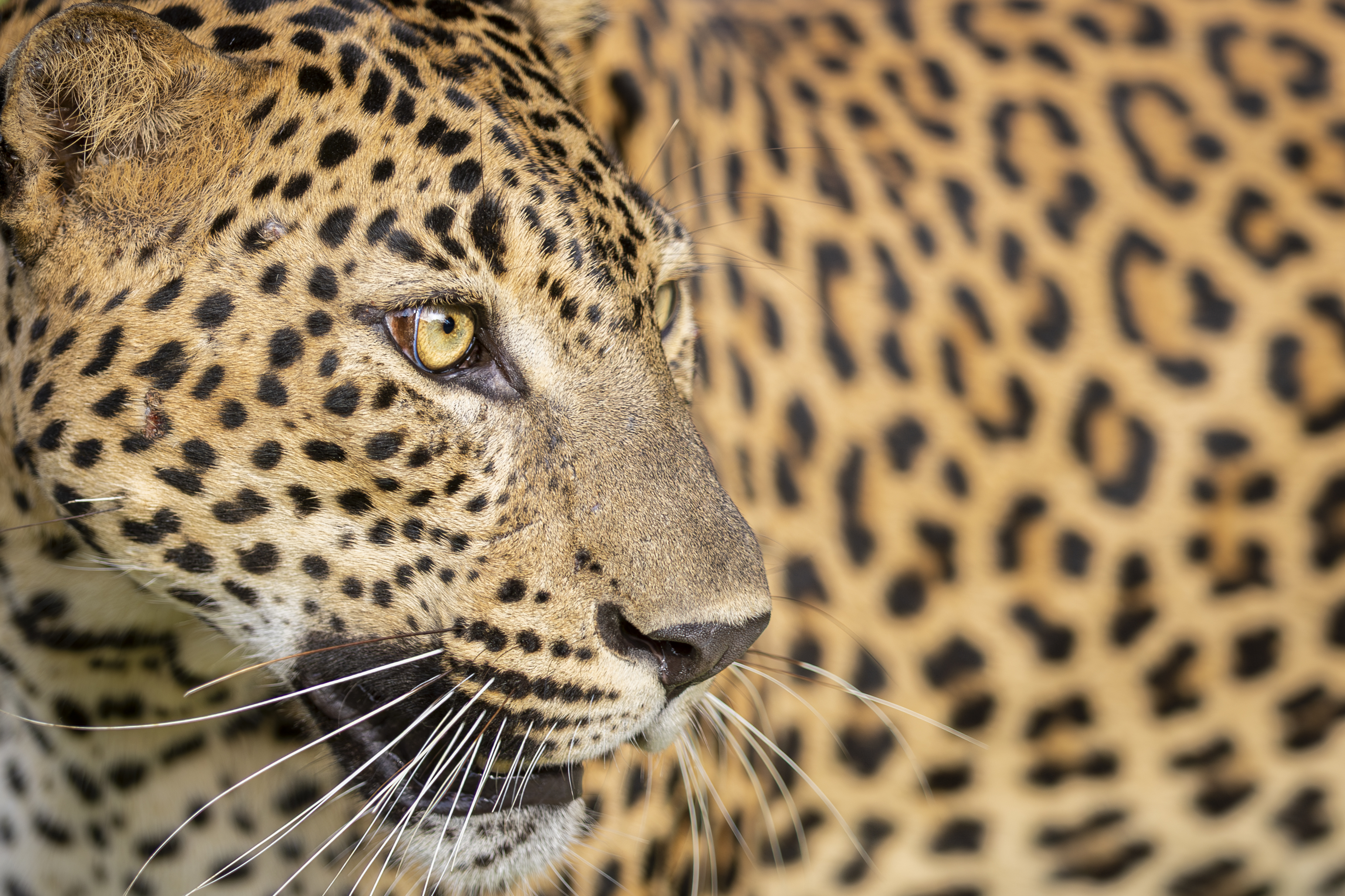 Kumana Bird Sanctuary Expedition