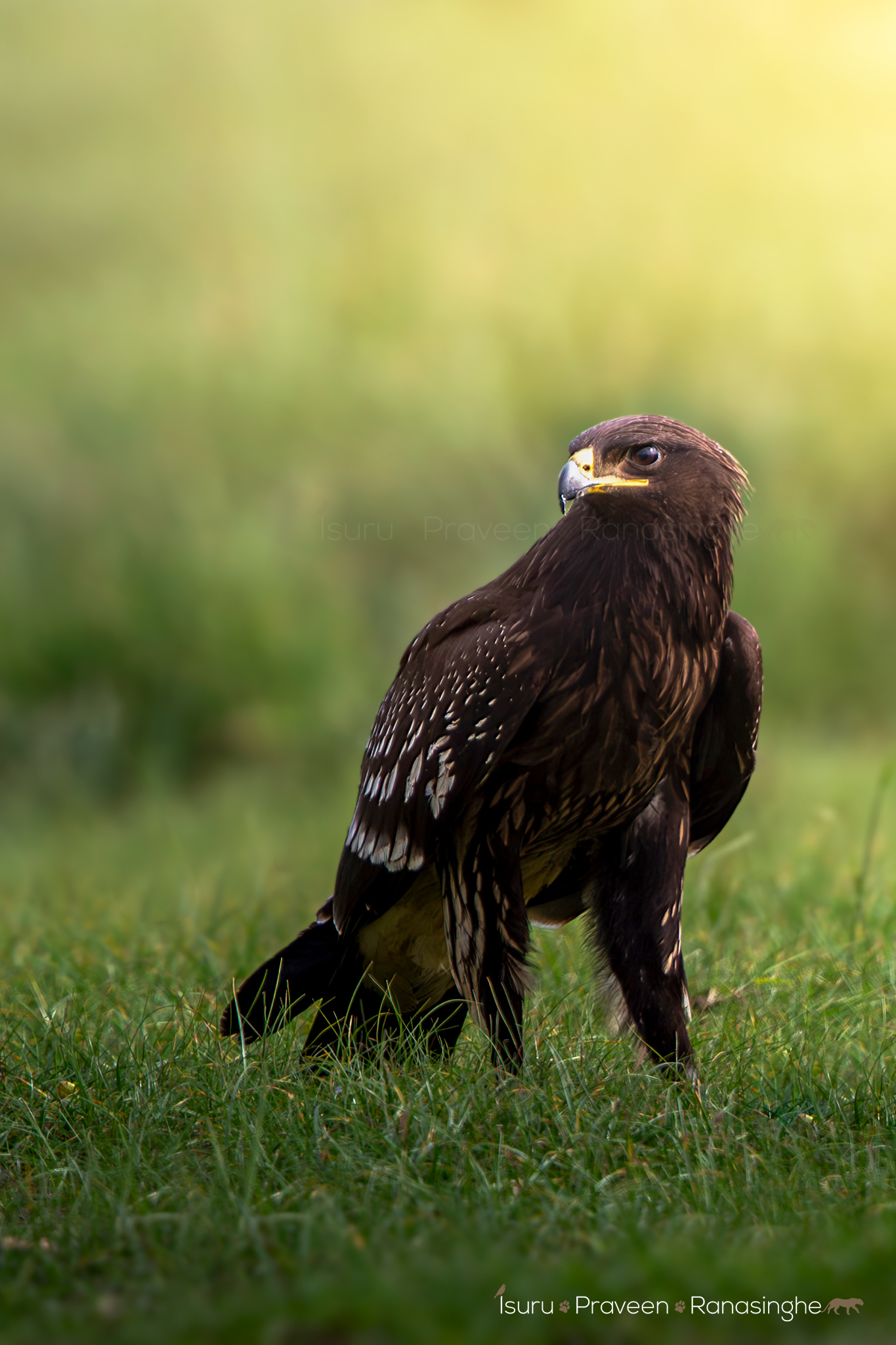 Kumana Bird Sanctuary Expedition photo 6