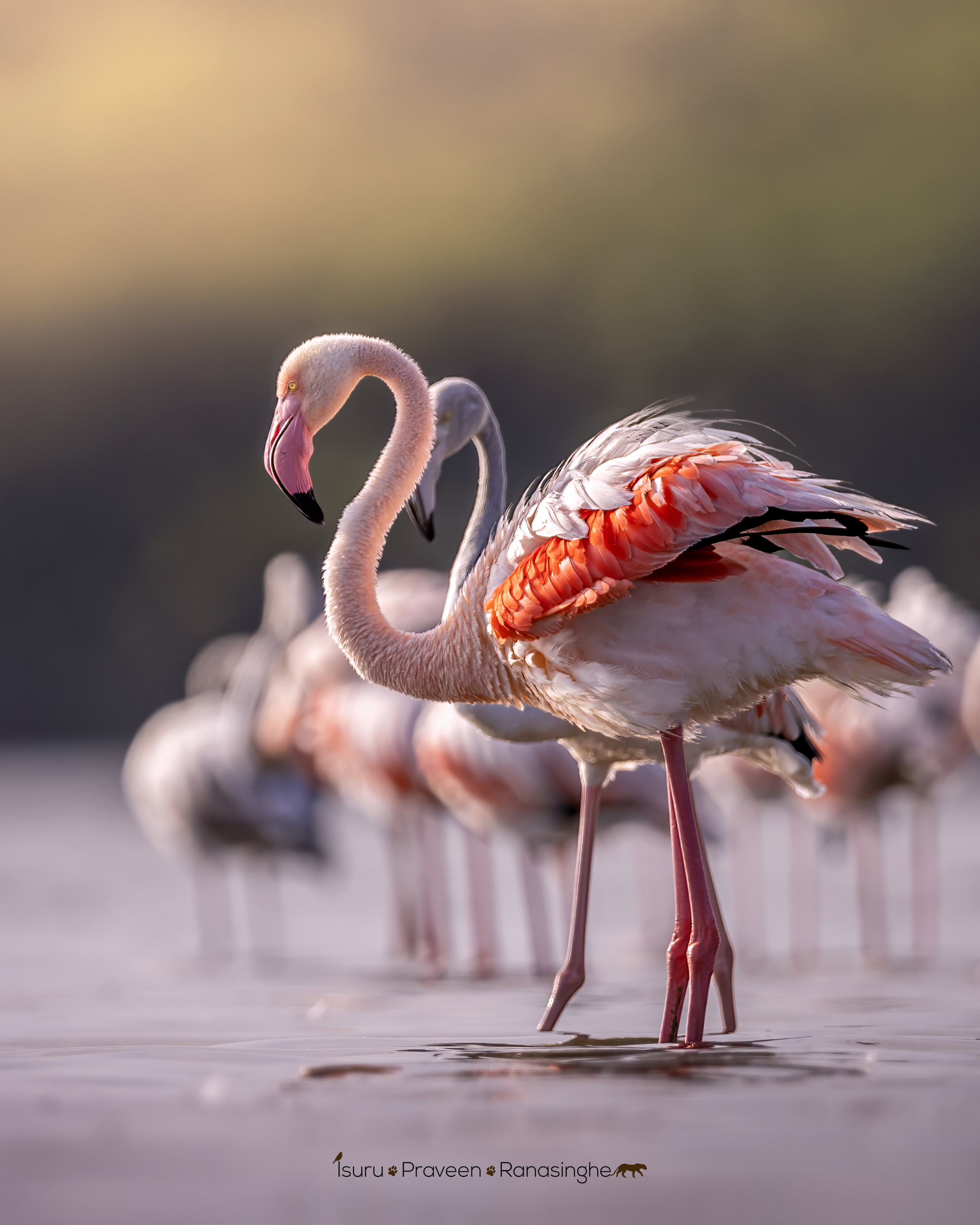 Mannar Flamingo Safari