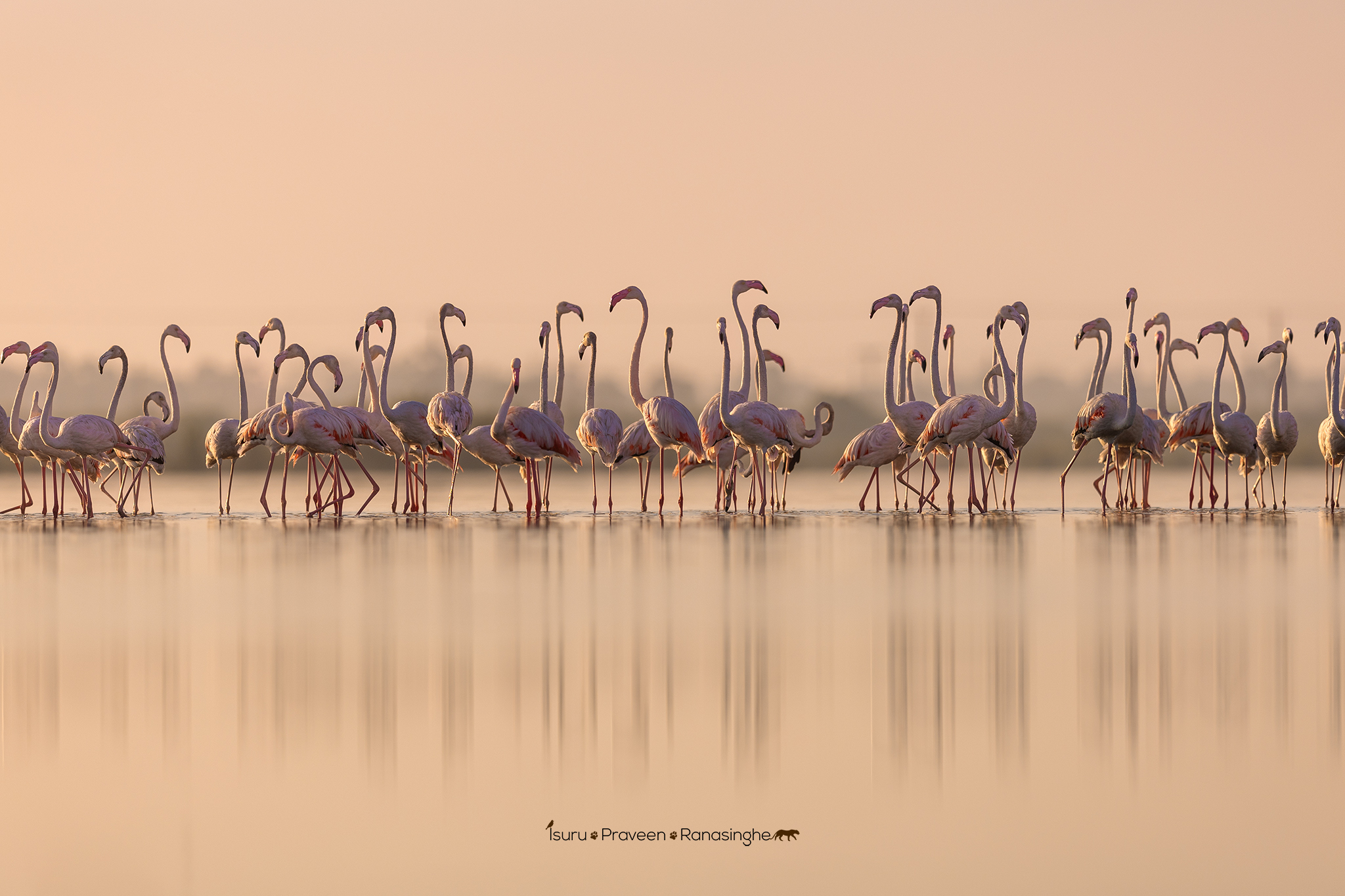 Mannar Flamingo Safari photo 2