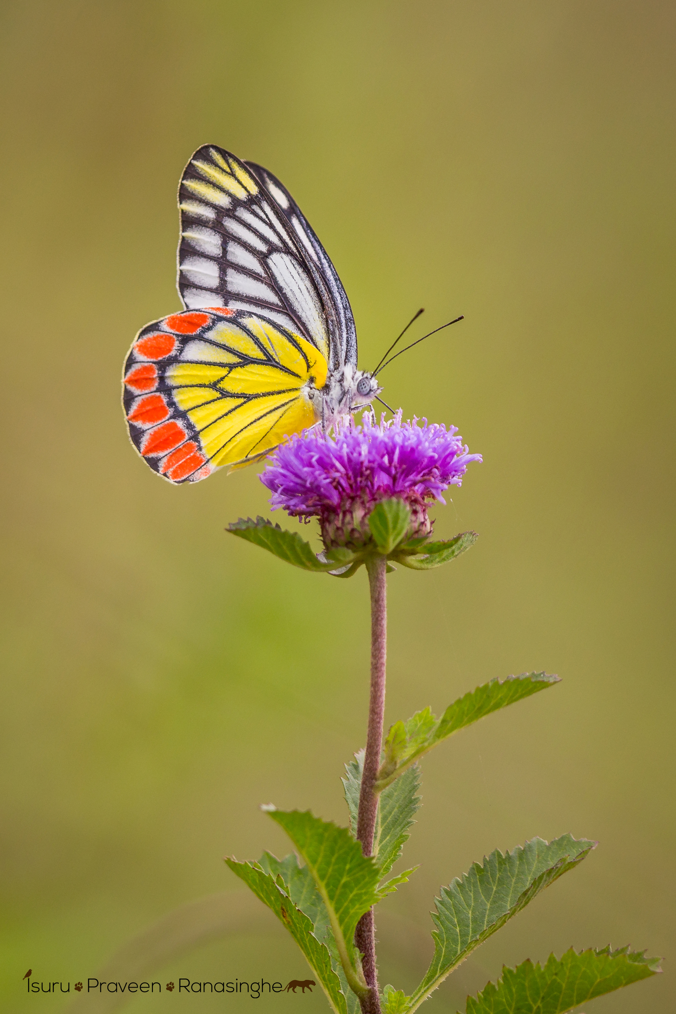 Mannar Flamingo Safari photo 3
