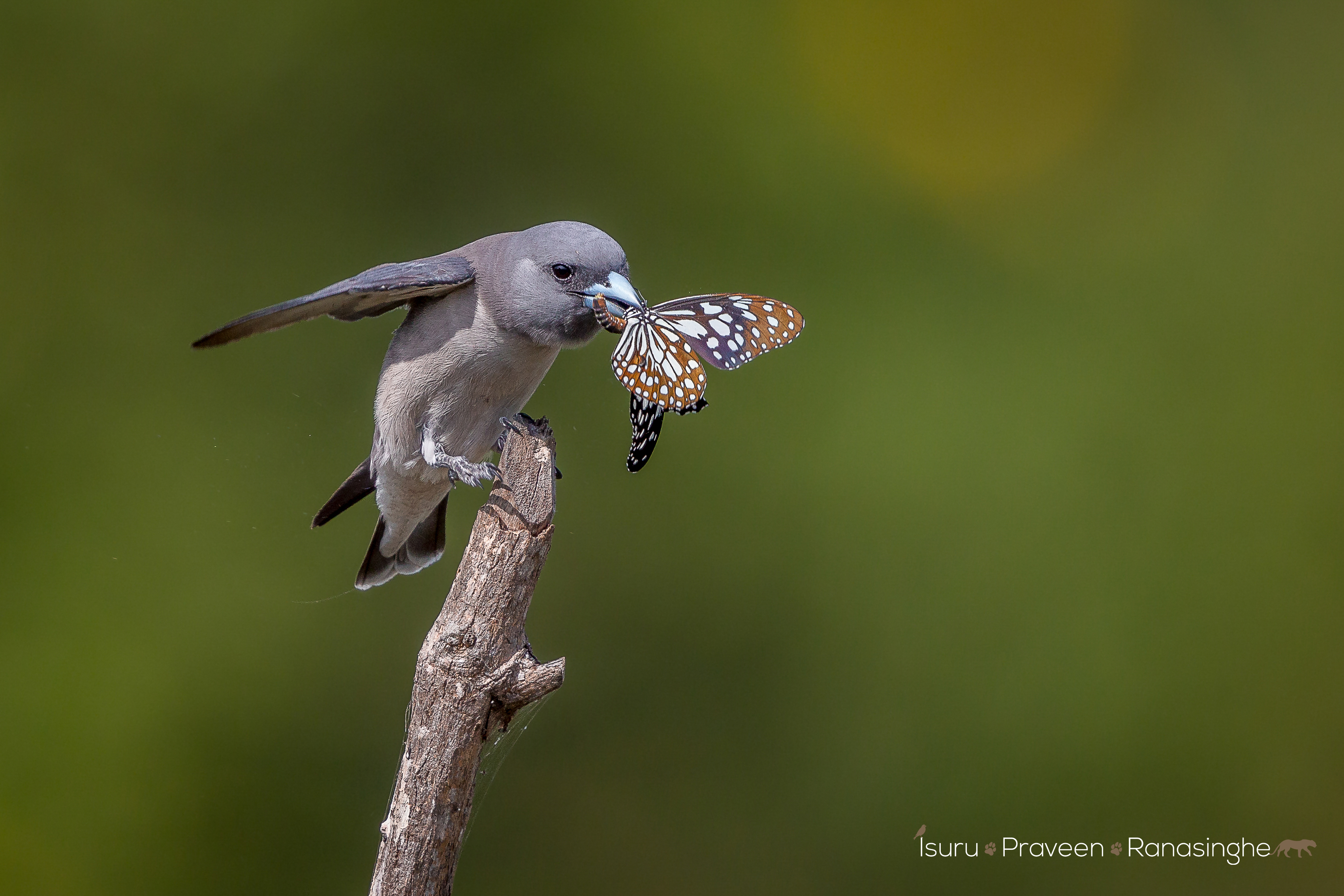 Mannar Flamingo Safari photo 4