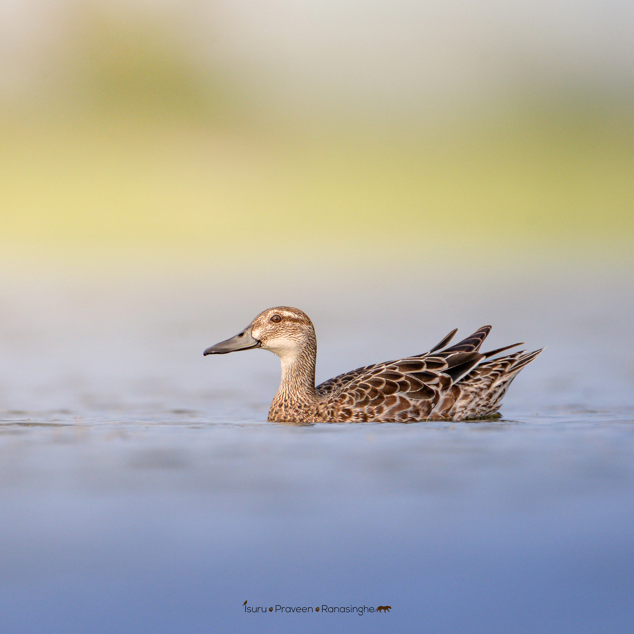 Mannar Flamingo Safari photo 5