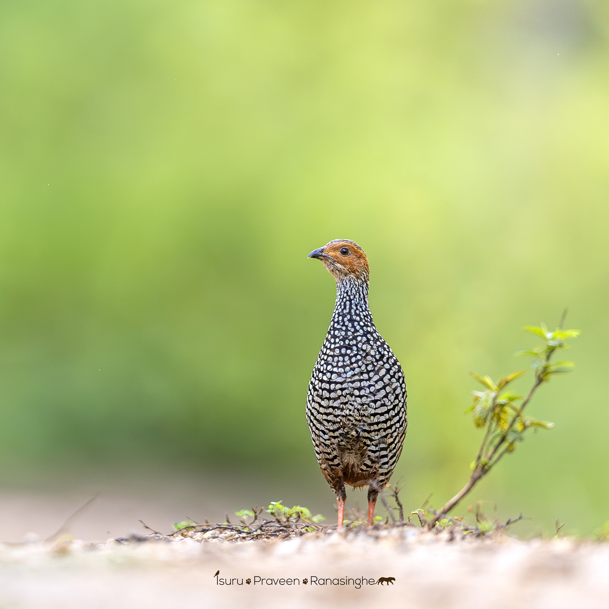 Gal Oya National Park Safari