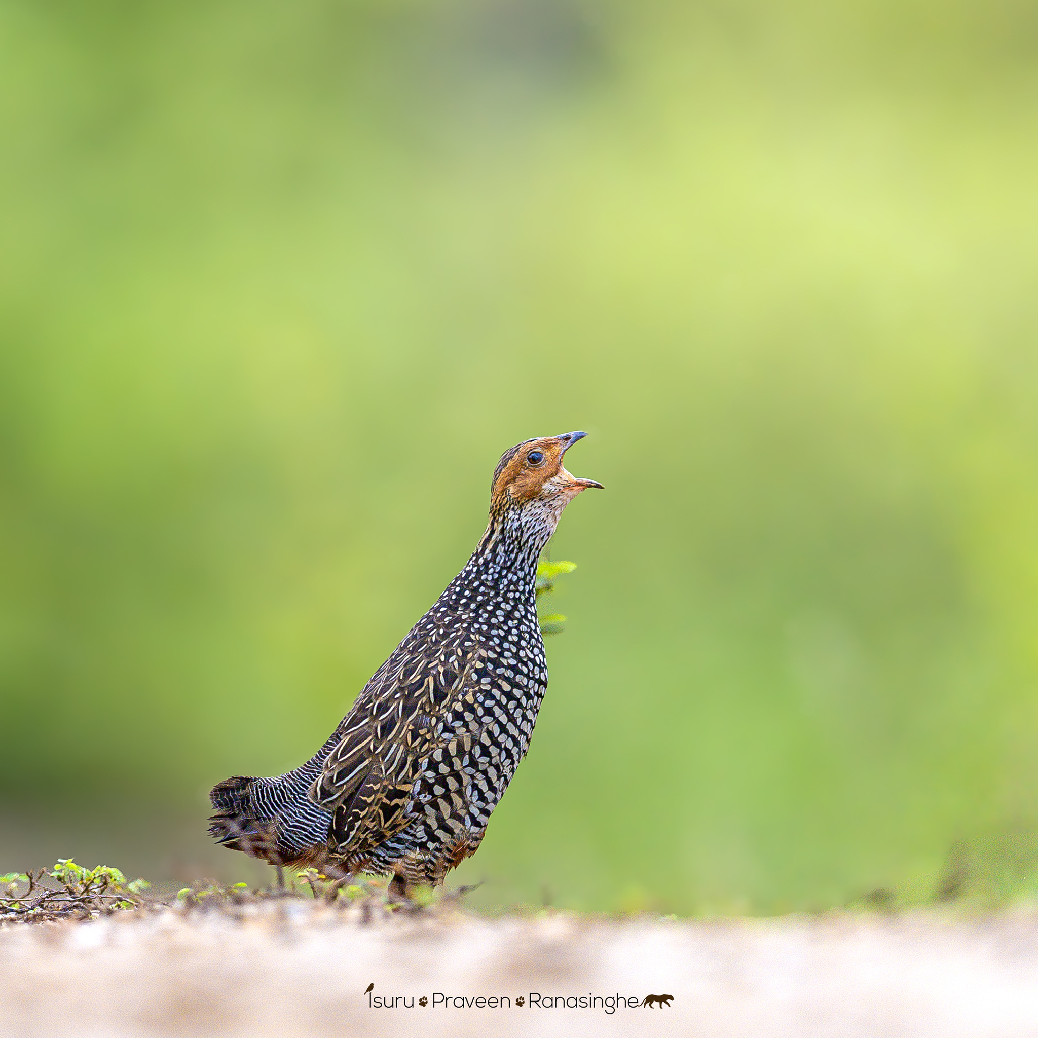 Gal Oya National Park Safari