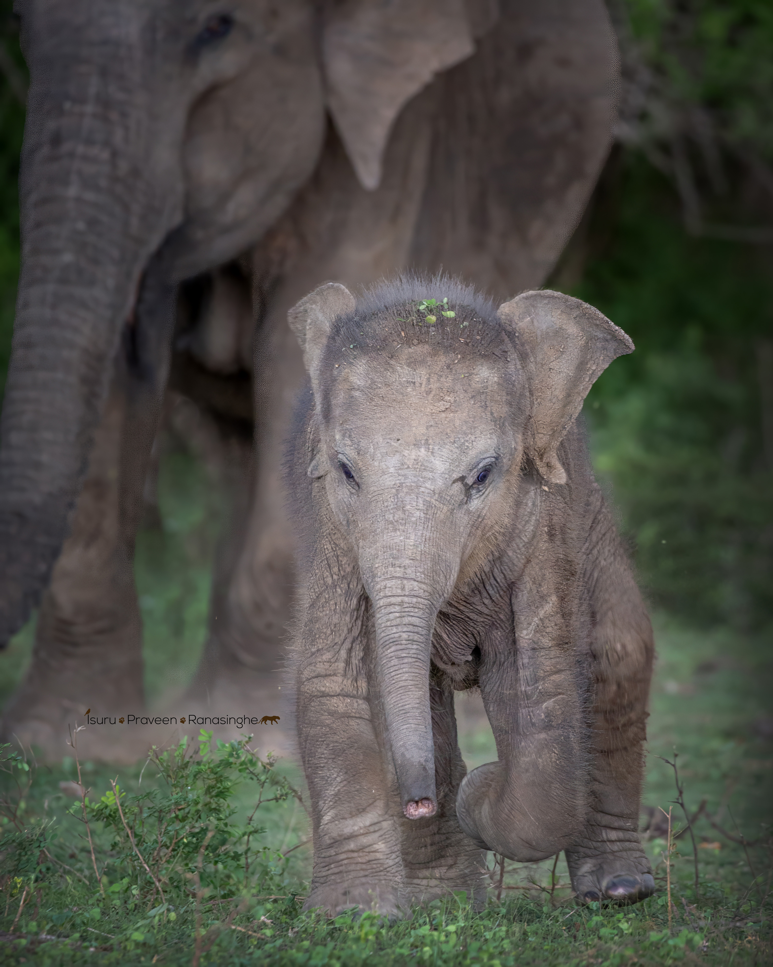 Yala National Park Safari photo 2