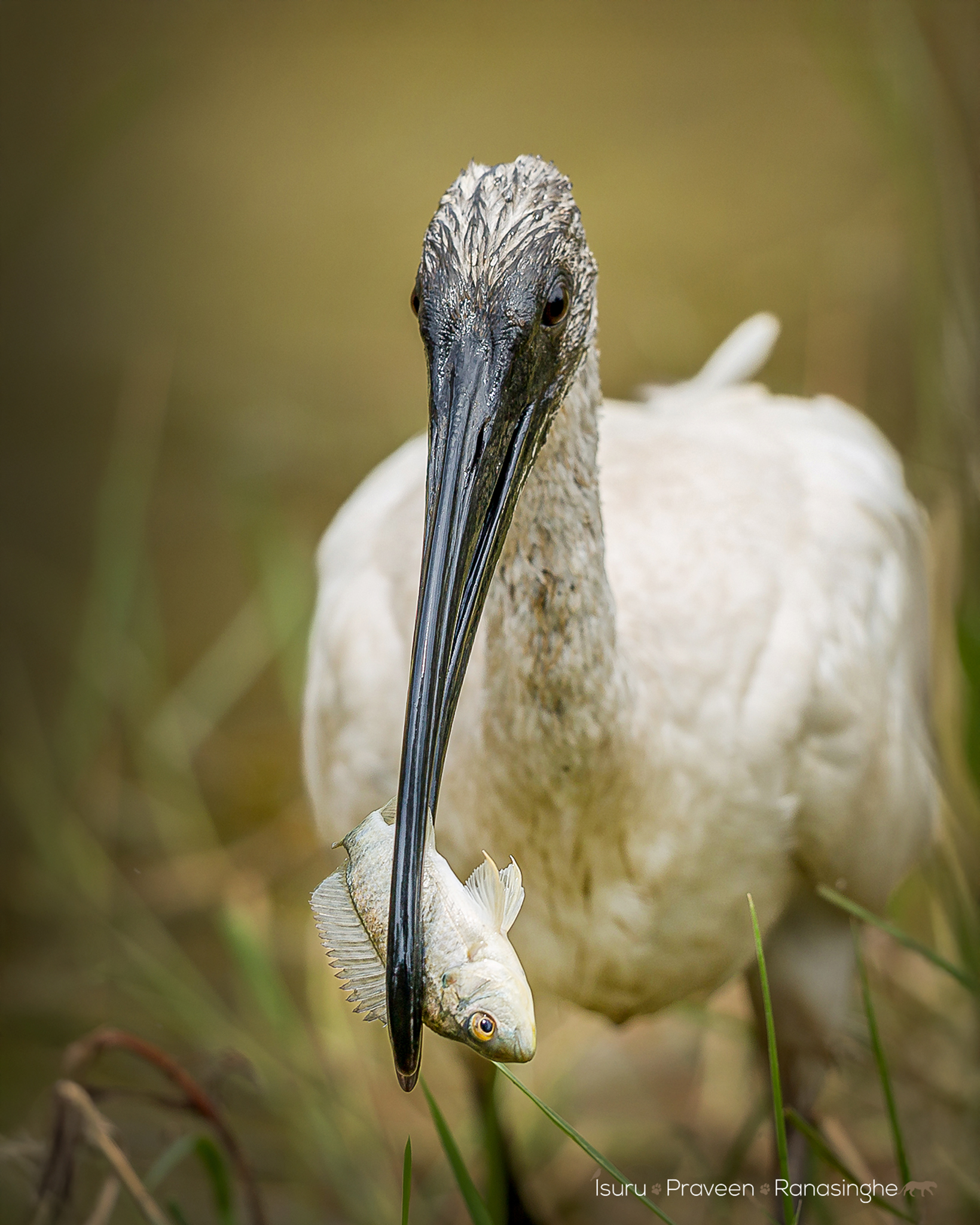 Yala National Park Safari photo 3