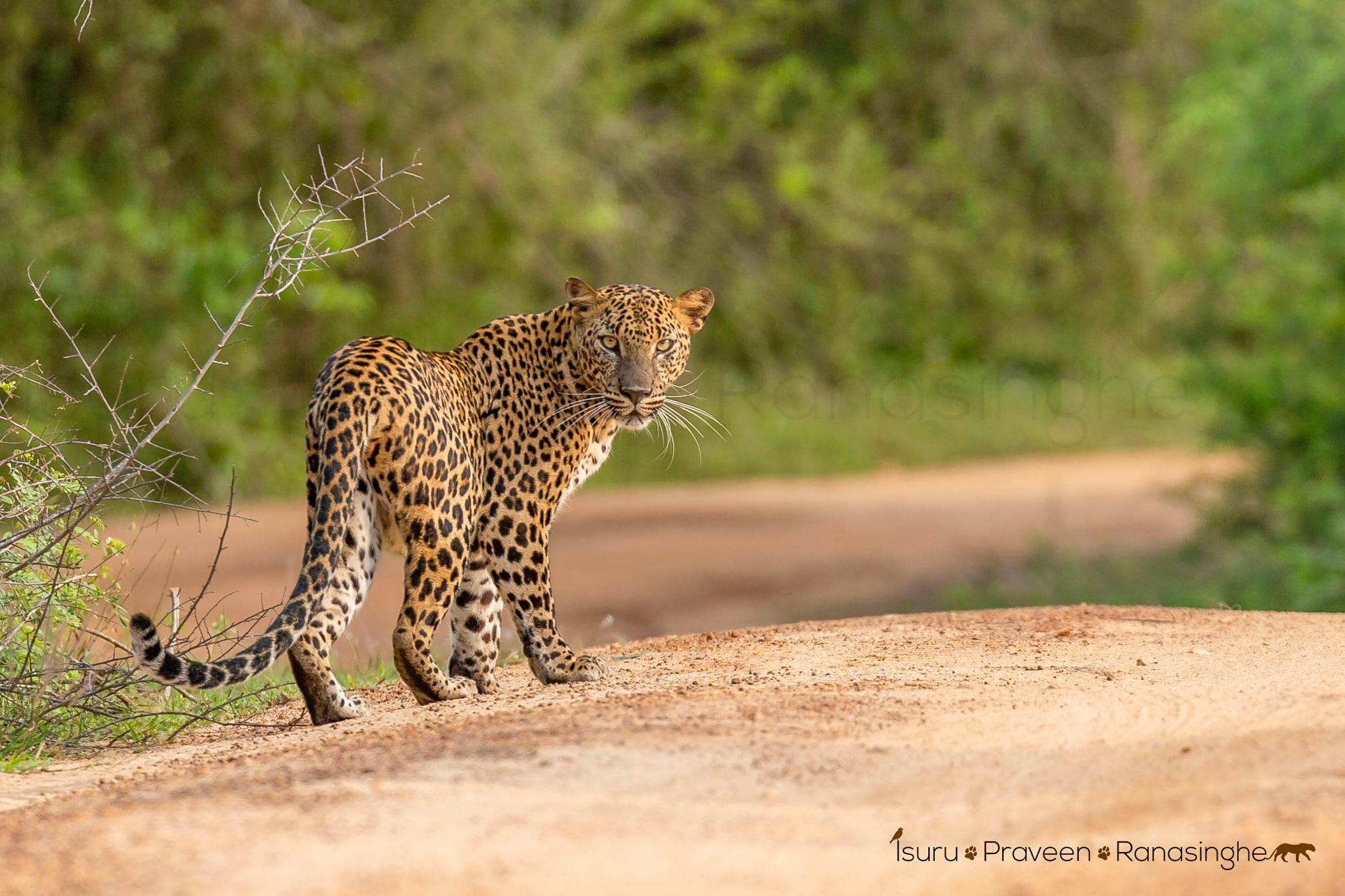 Yala National Park Safari photo 10