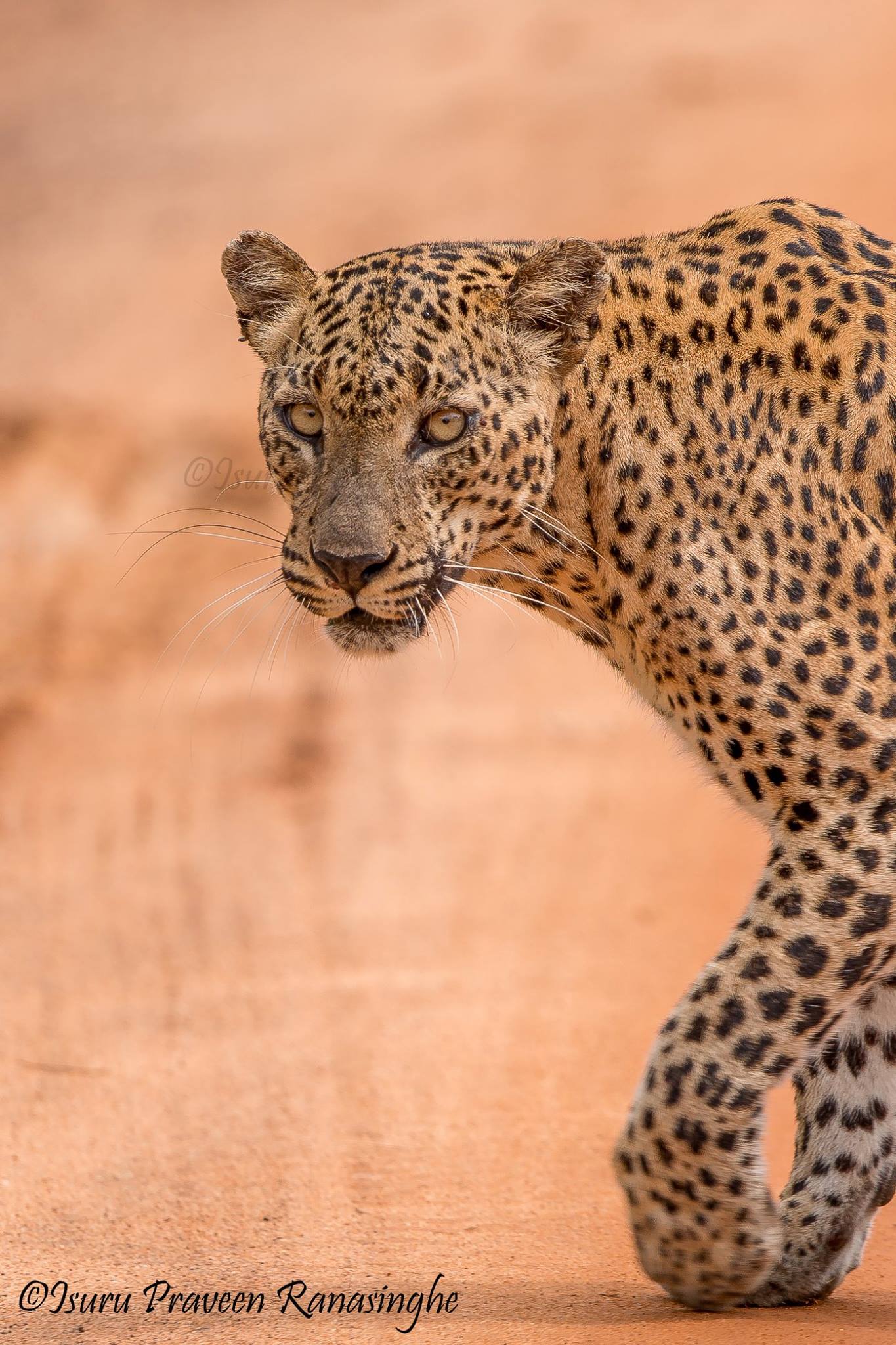 Yala National Park Safari photo 6