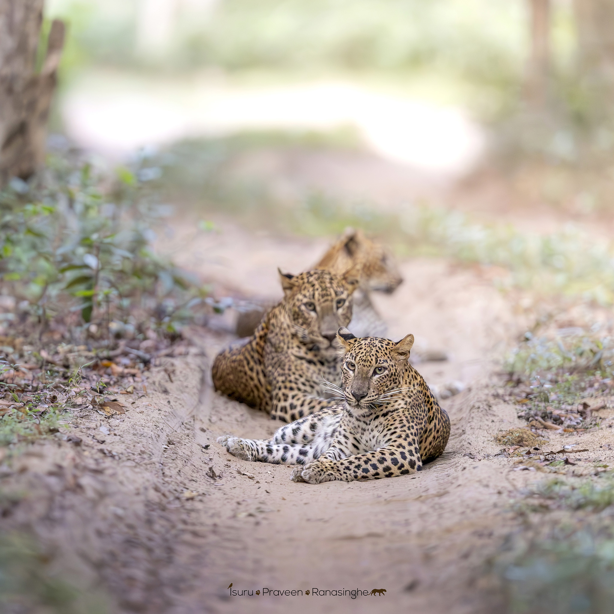 Wilpattu National Park Safari