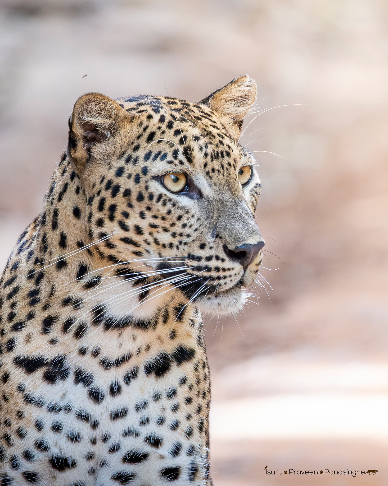 Wilpattu National Park Safari photo 5