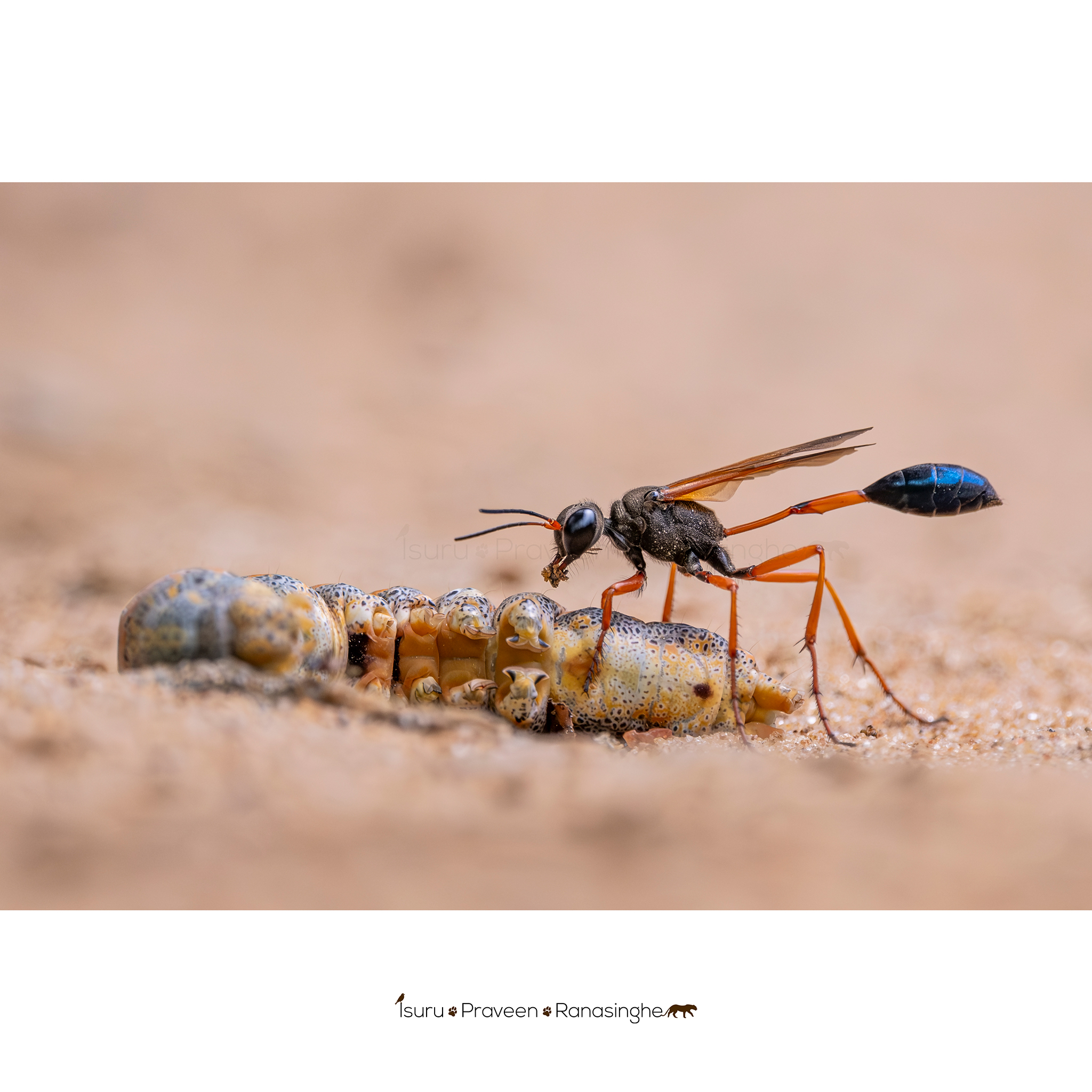 Wilpattu National Park Safari photo 6