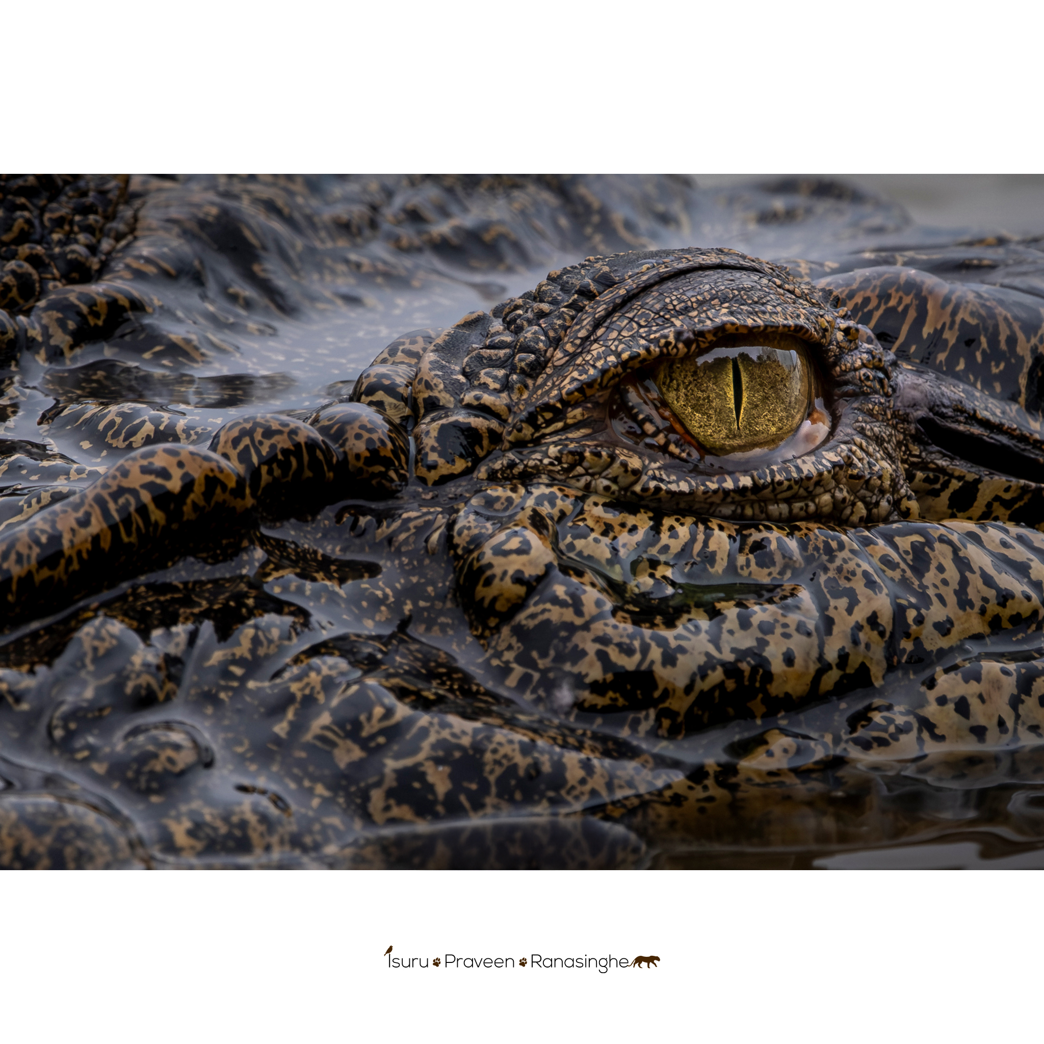 Wilpattu National Park Safari photo 8
