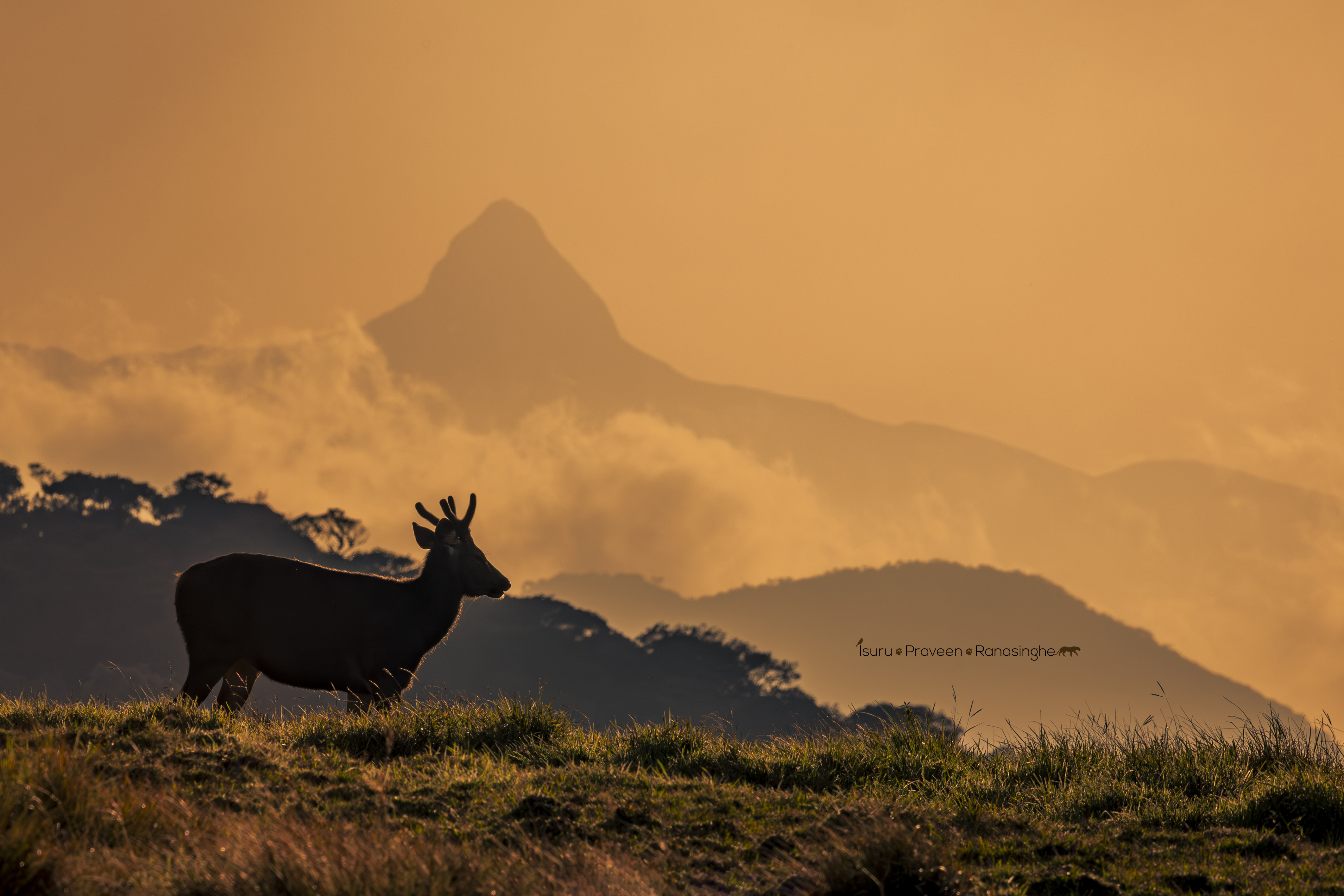 Horton Plains Highland Trek