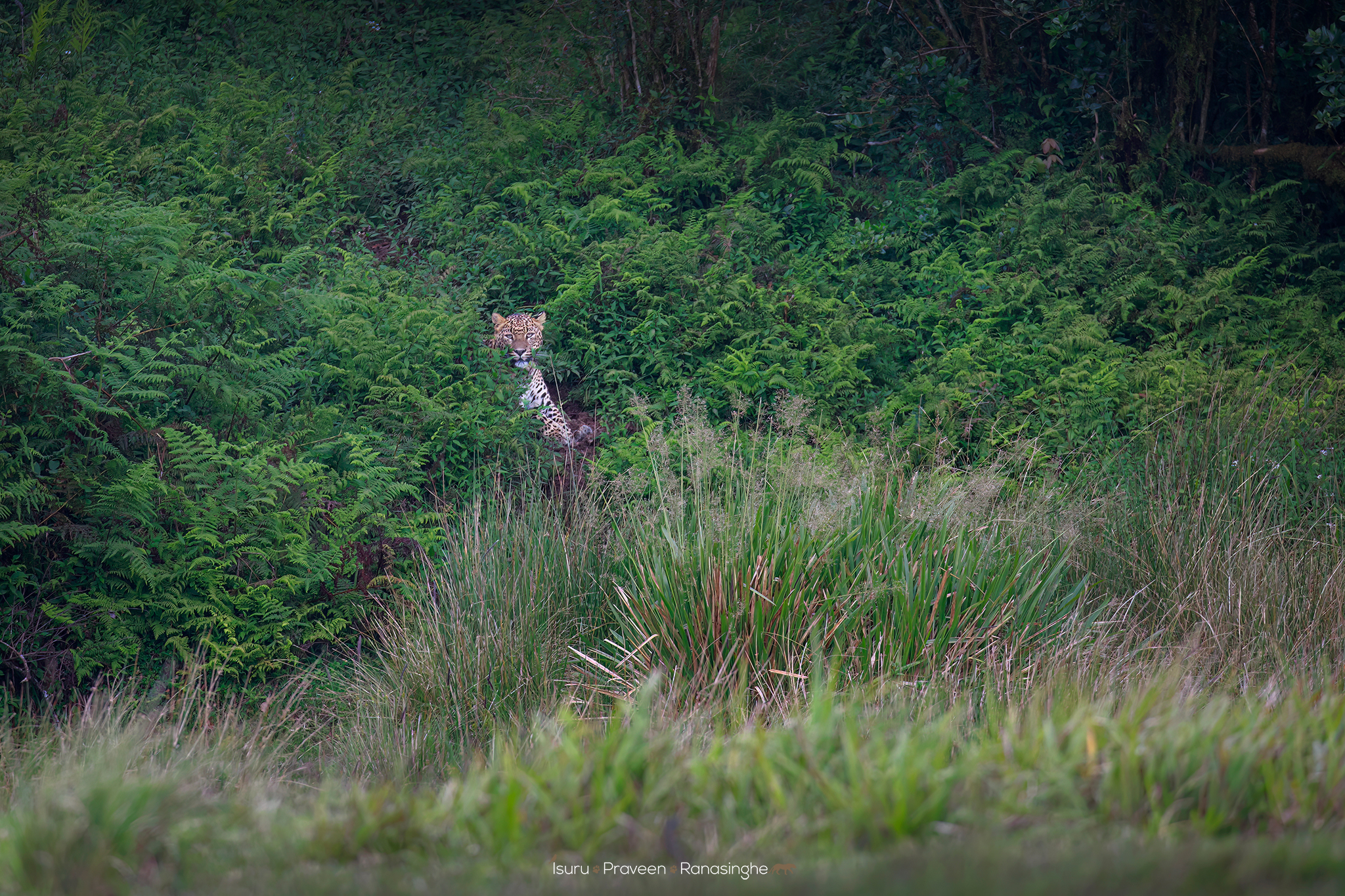 Horton Plains Highland Trek photo 2