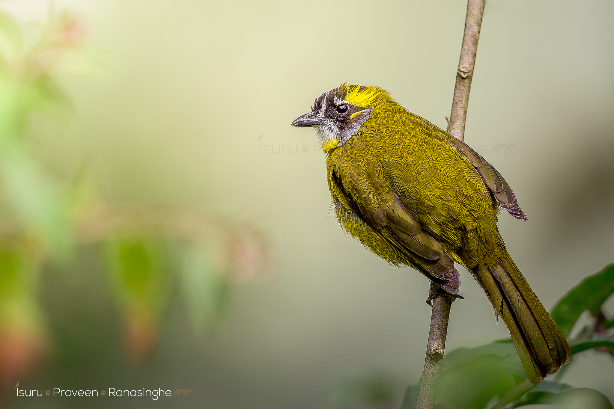 Horton Plains Highland Trek photo 5