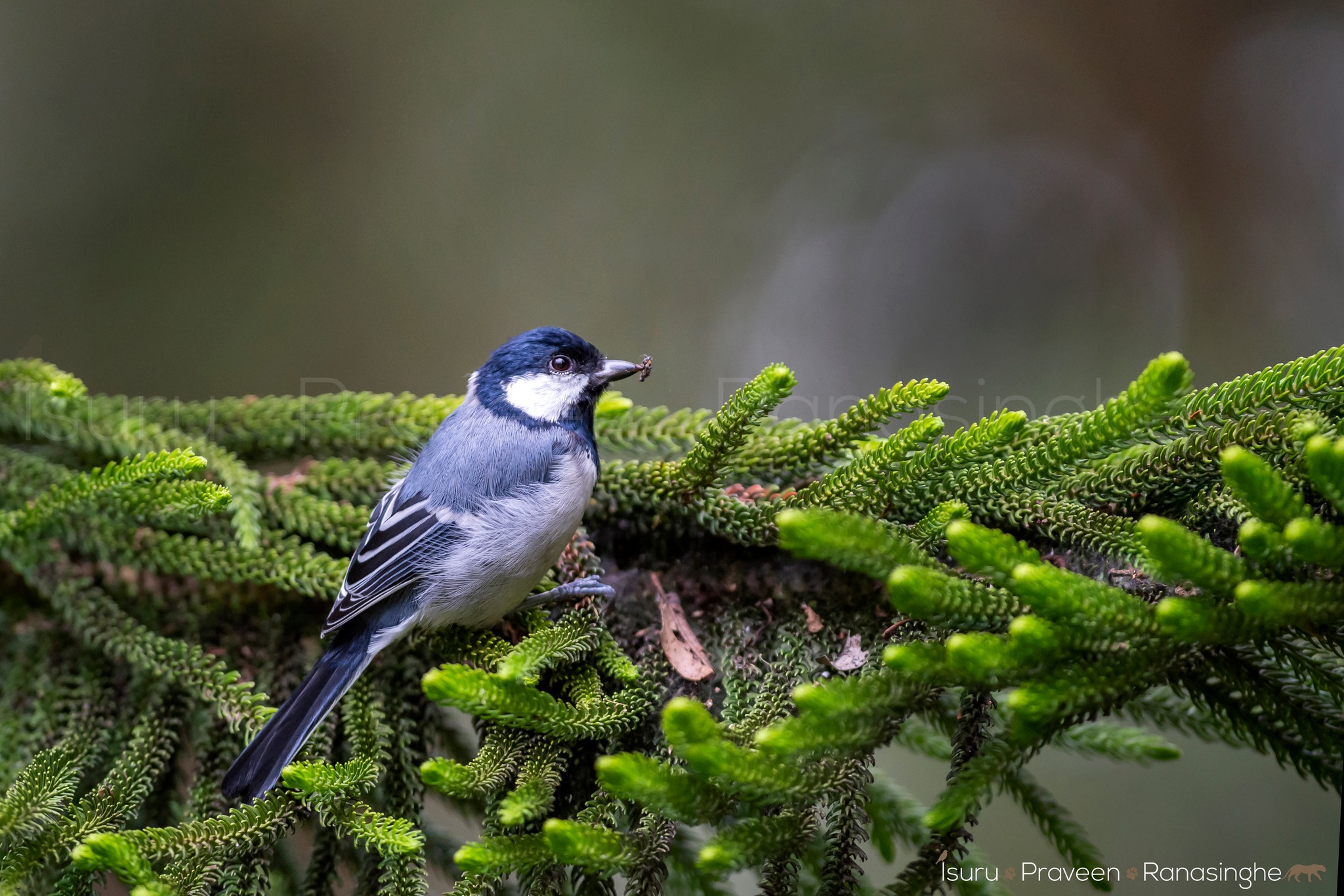 Horton Plains Highland Trek photo 6