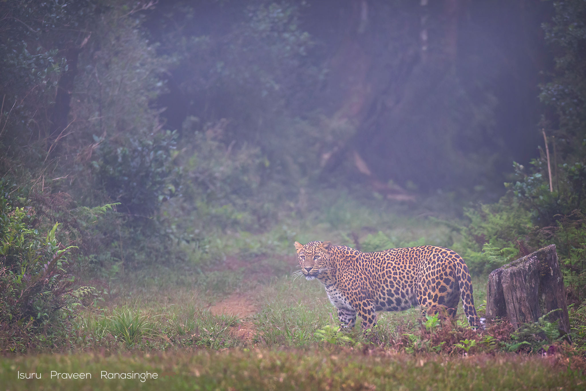 Horton Plains Highland Trek photo 7