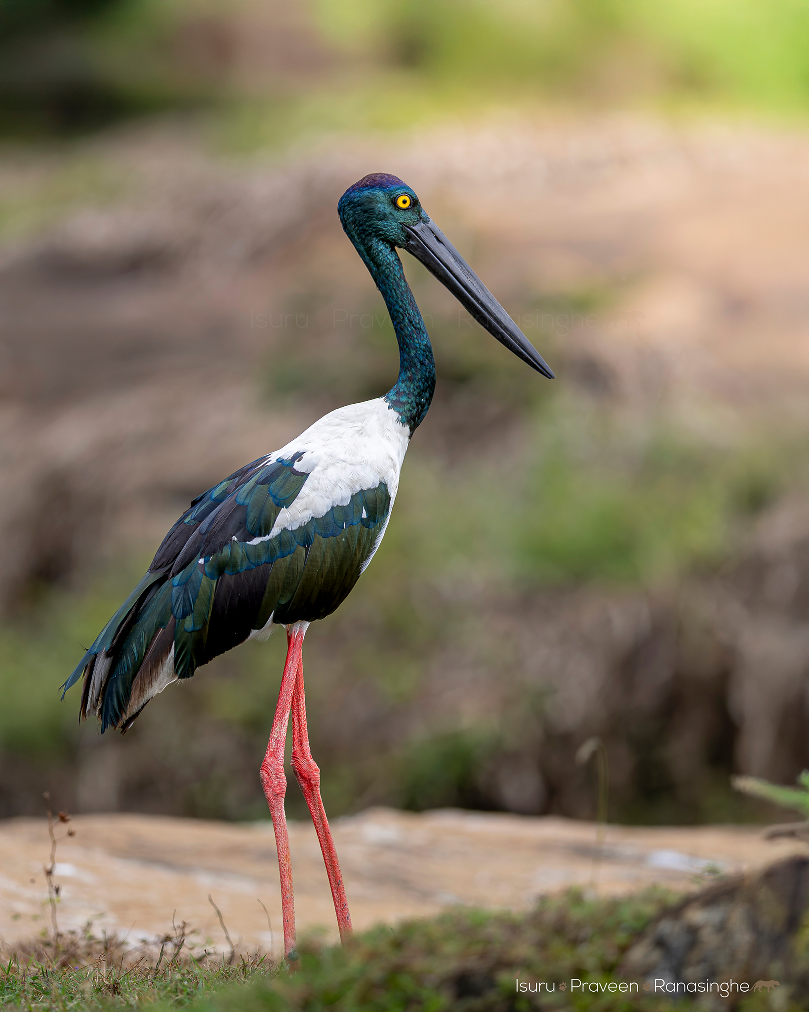 Kumana National Park Safari photo 2