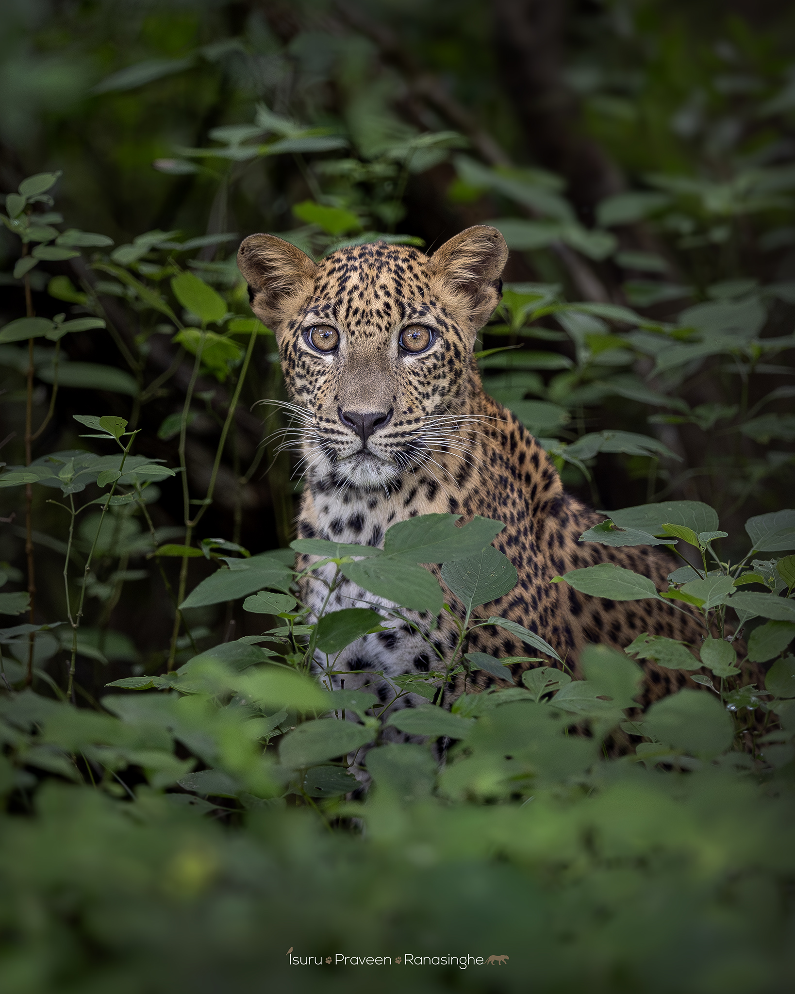 Kumana National Park Safari photo 3