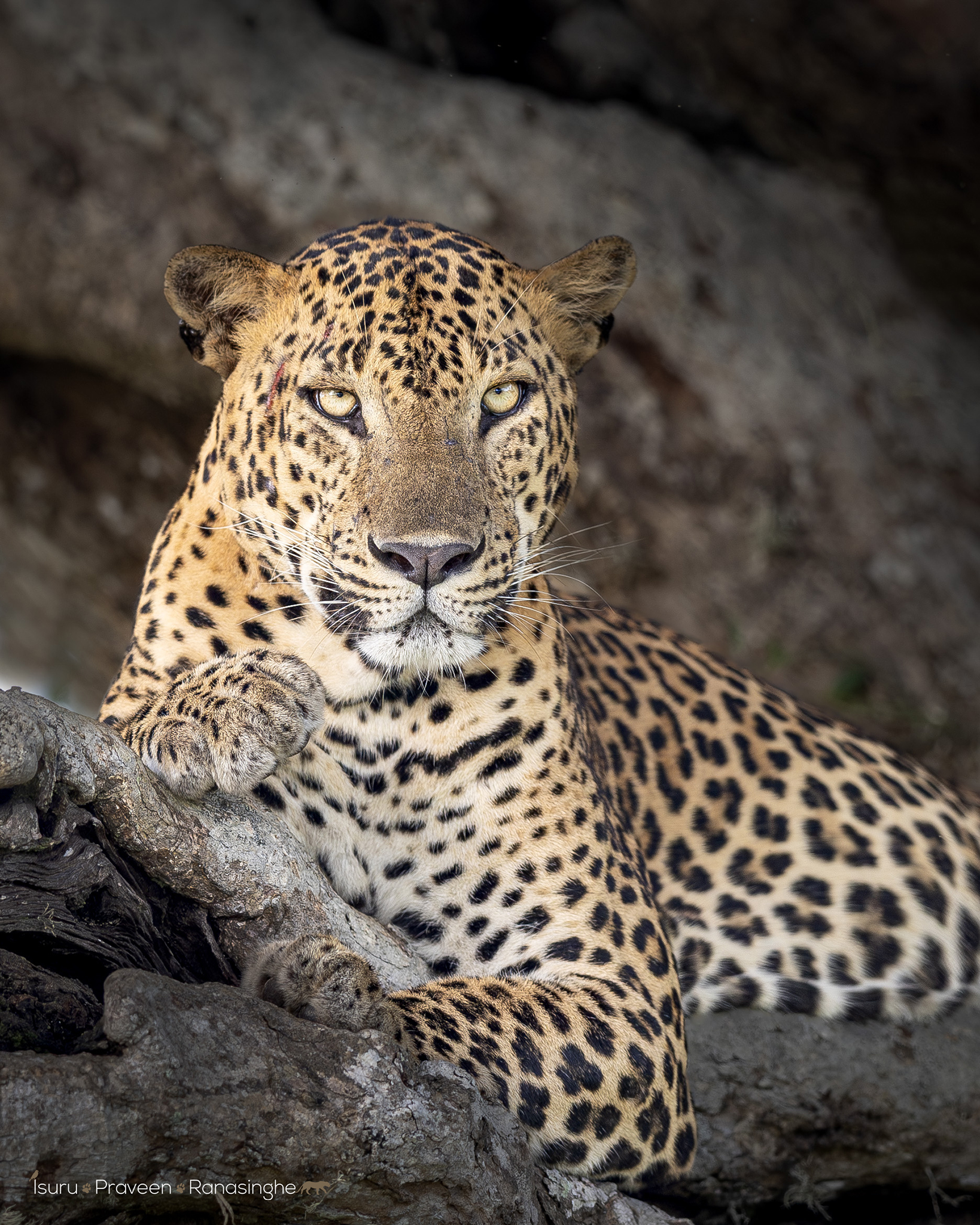 Kumana National Park Safari photo 4