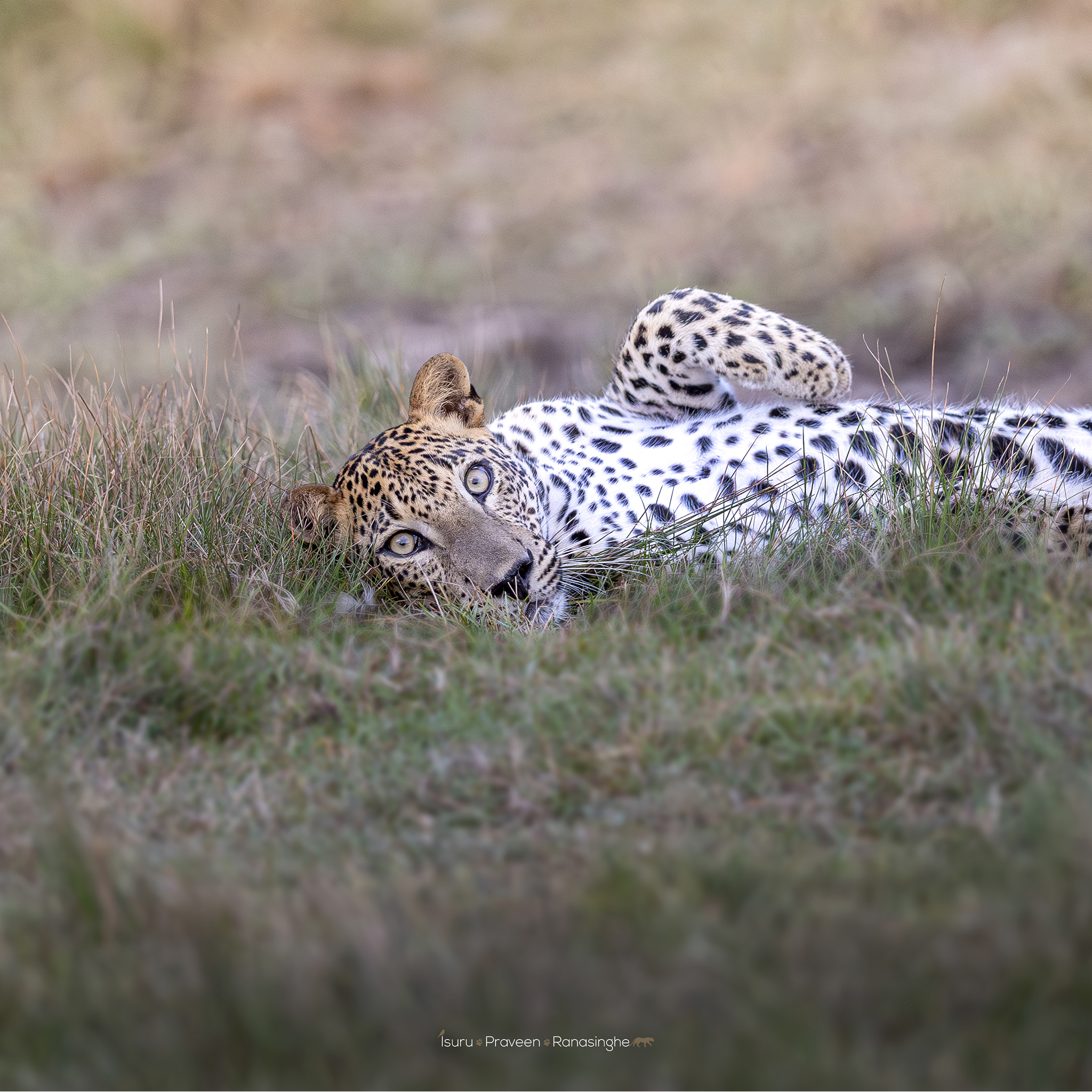 Kumana National Park Safari photo 5