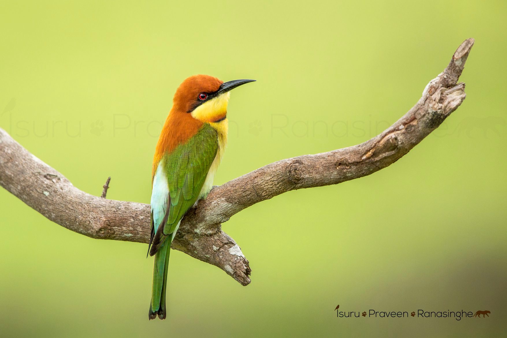 Kumana National Park Safari photo 7