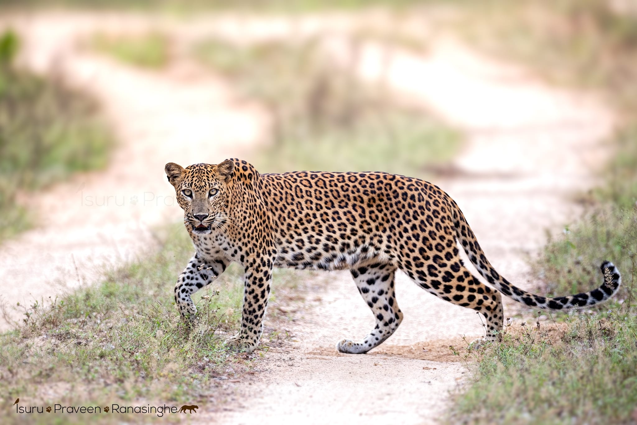 Kumana National Park Safari photo 8