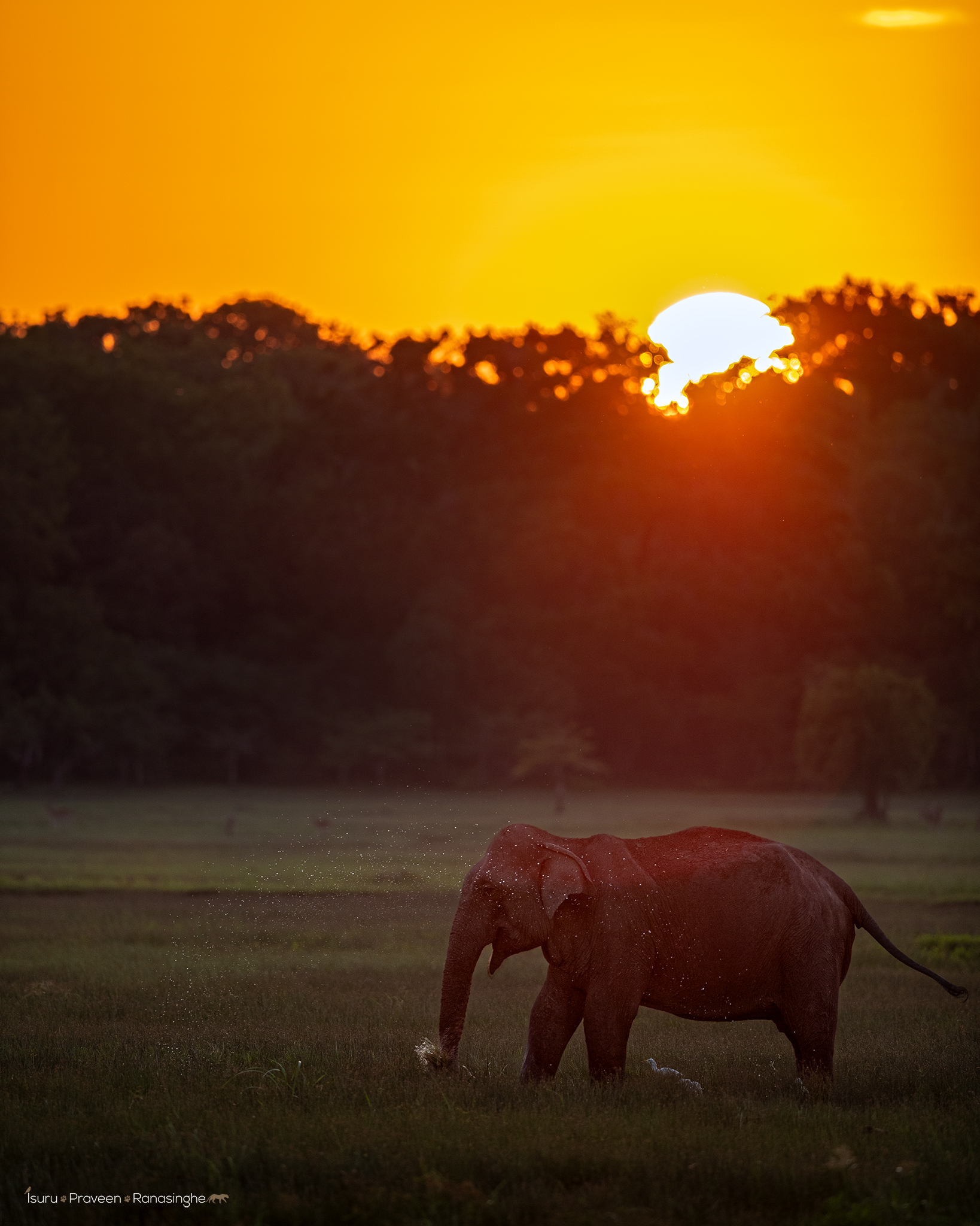 Kumana National Park Safari photo 9