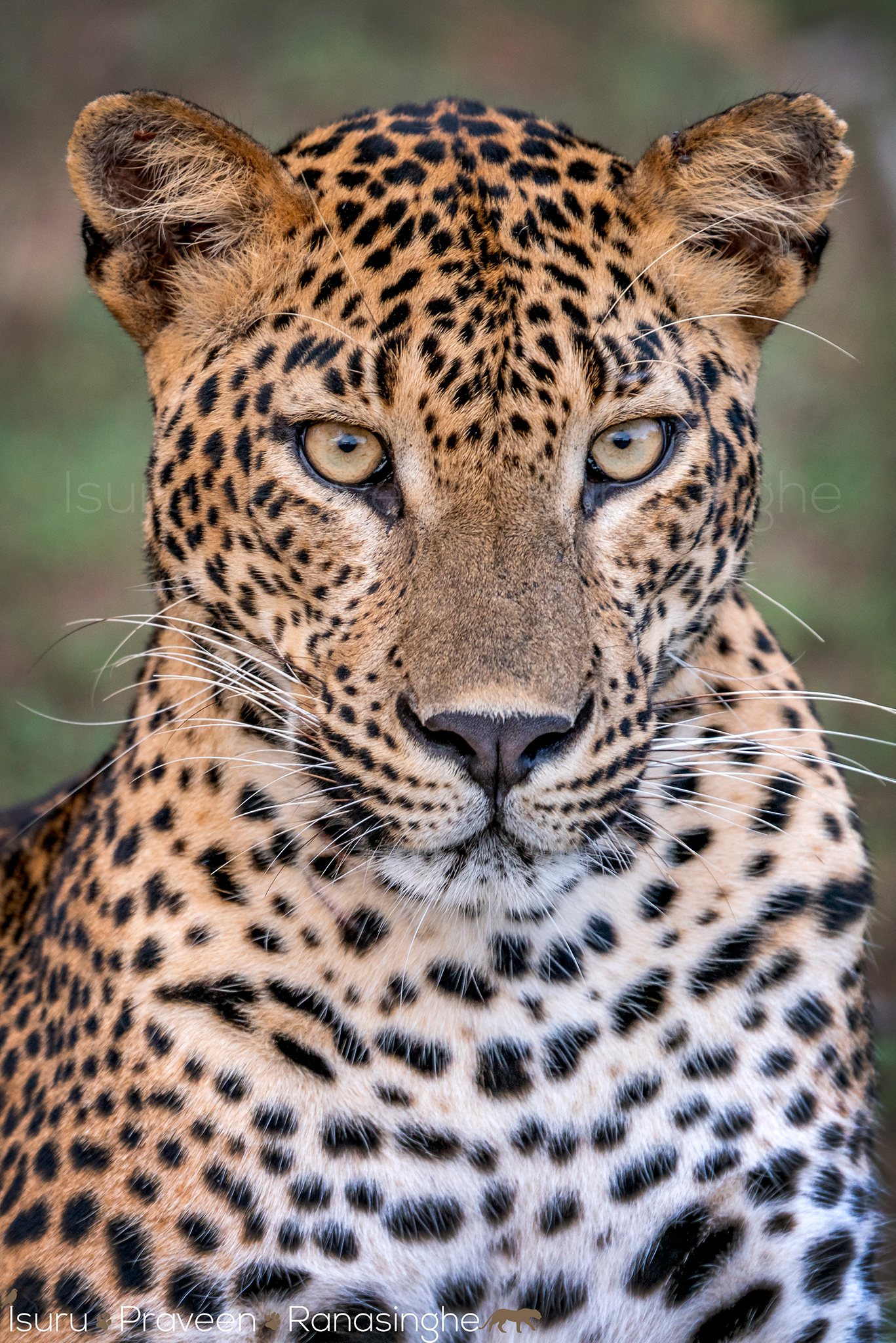 Kumana National Park Safari photo 10