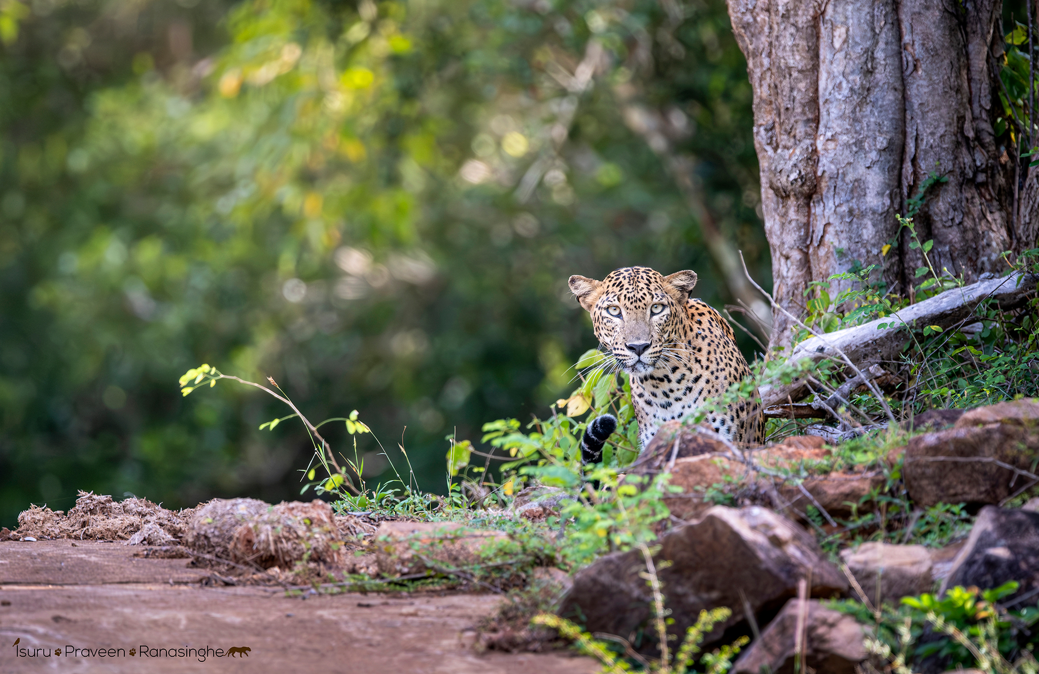 Kumana National Park Safari photo 11